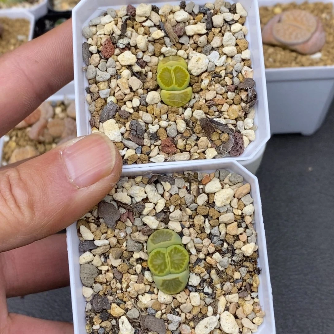 精品多肉植物大战僵尸先生，