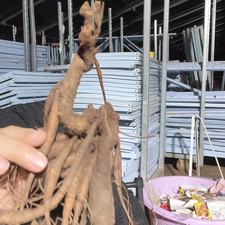 当前无花栽培后可以开花红色鸭绒