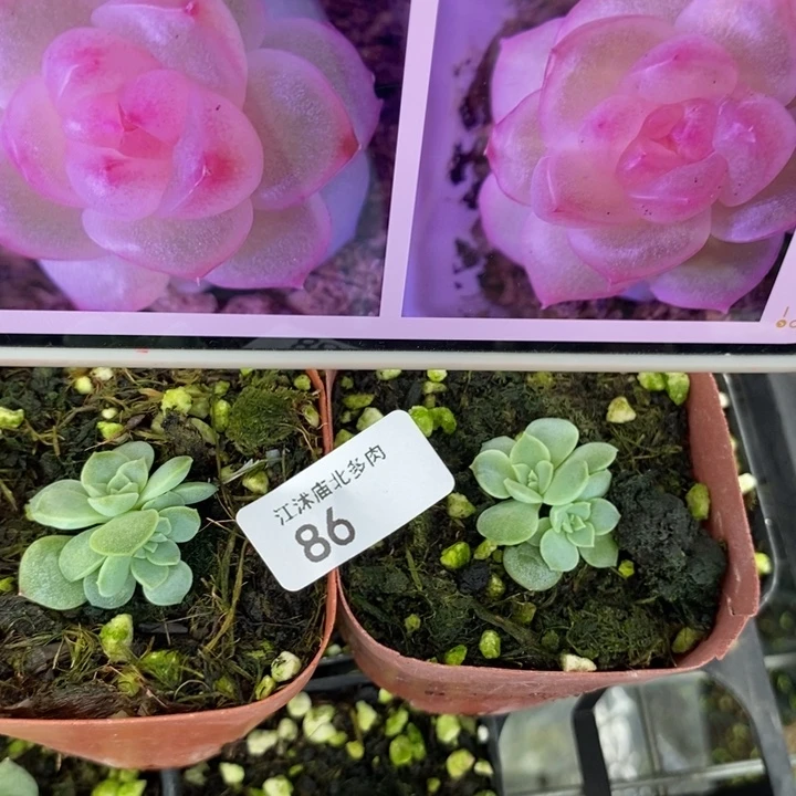 标86桃花x3一个量拍