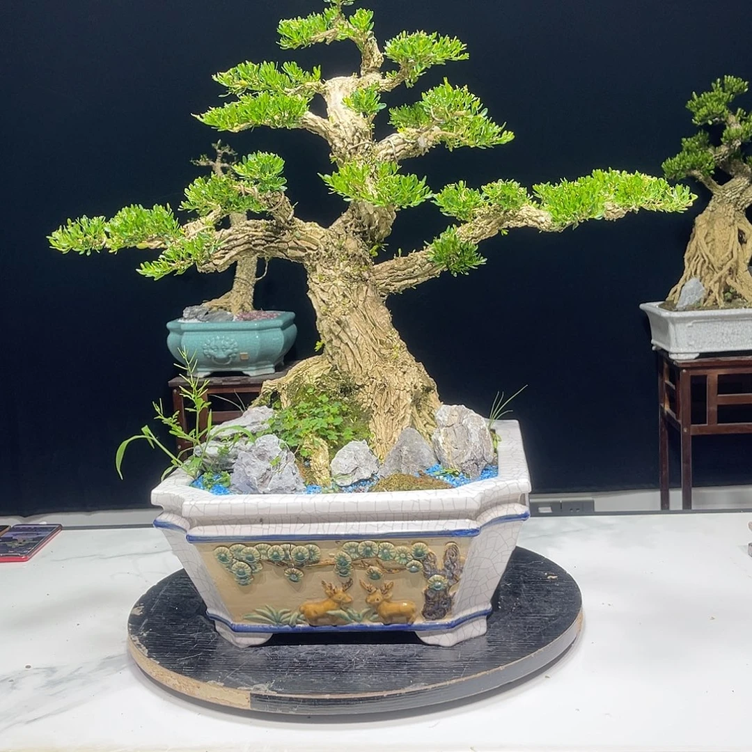 当前无花栽培后可以开花