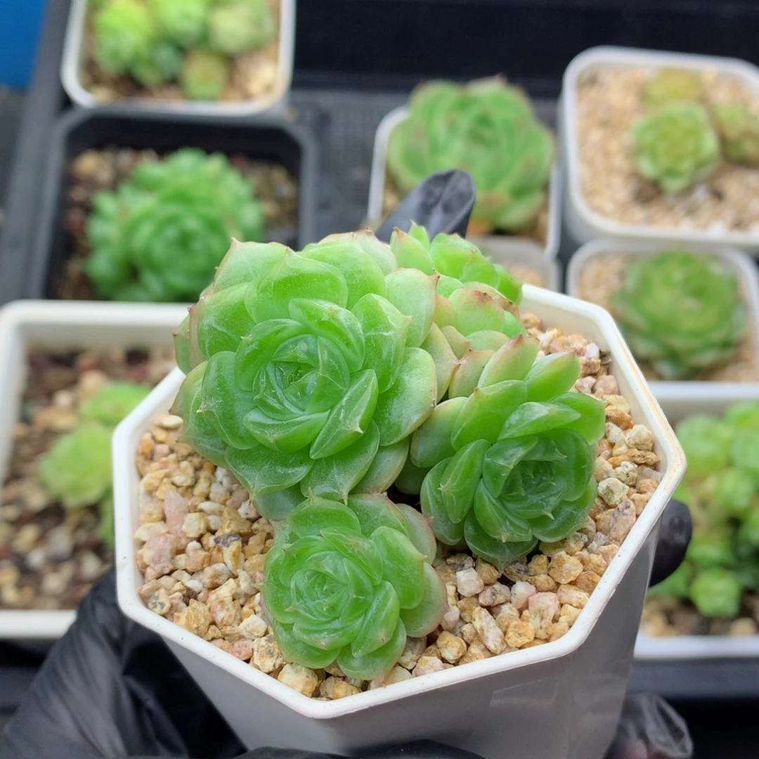 58包邮  群生不包整蔷薇珍妮29