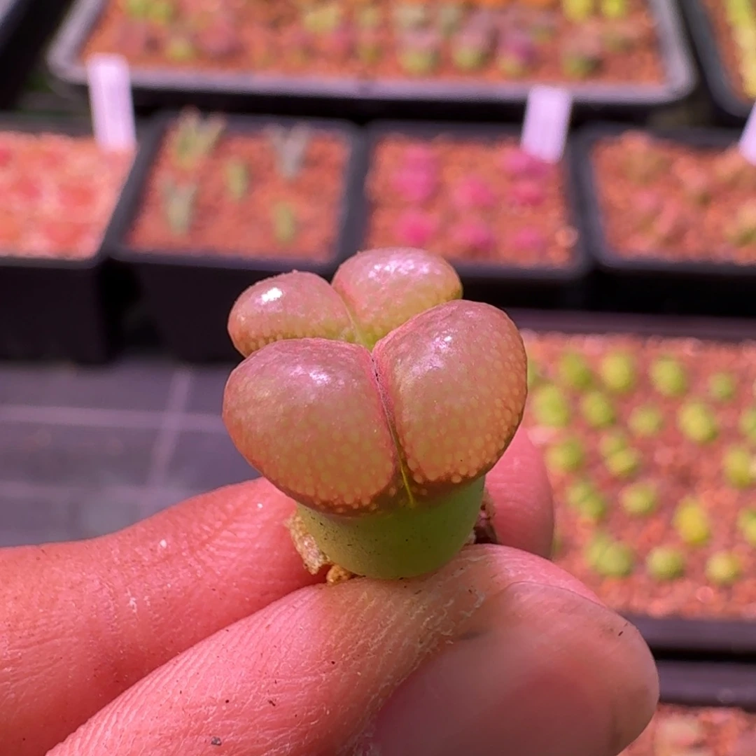 刘**～云缦精品番杏18.7