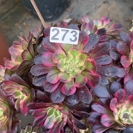 花****天多肉植物一个