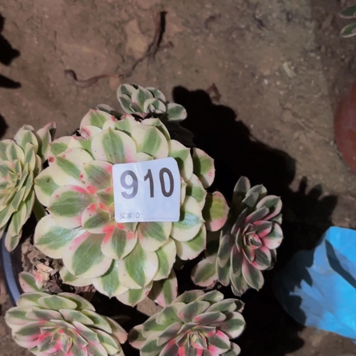 910倾城多肉植物不售后