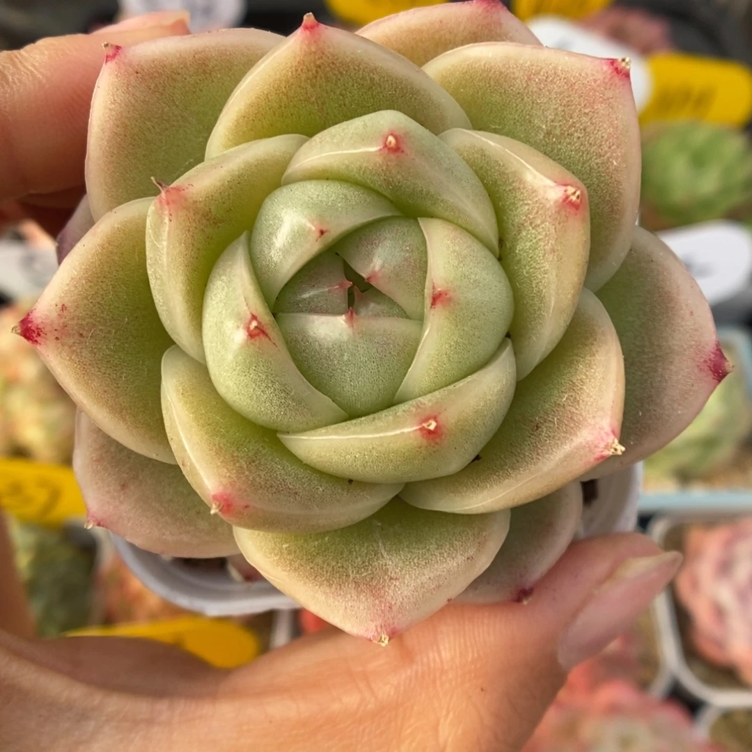 新品麦秆可拍375号。