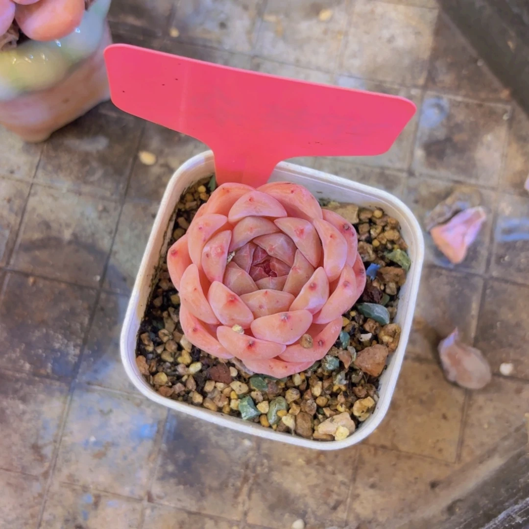 M***I云南金致家精品多肉