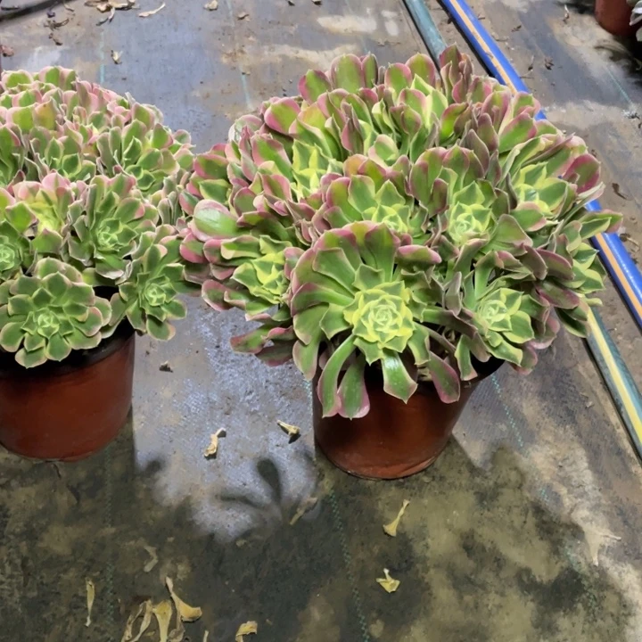 82白凤多肉植物多肉