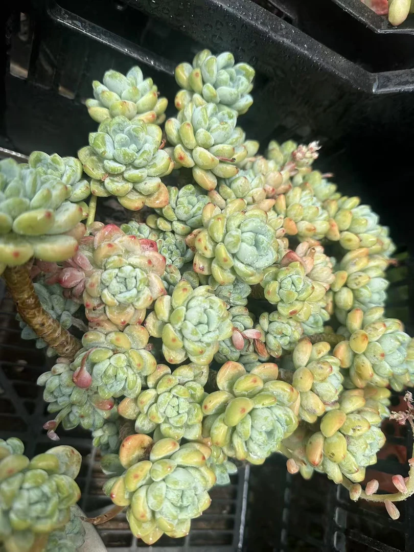 大老庄带香味手捧造型樱花罗琦植物（多样性发货一颗20公分左右.）