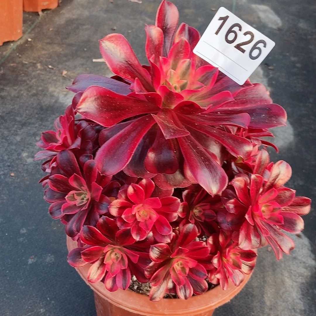 红陶1626美杜莎4多肉