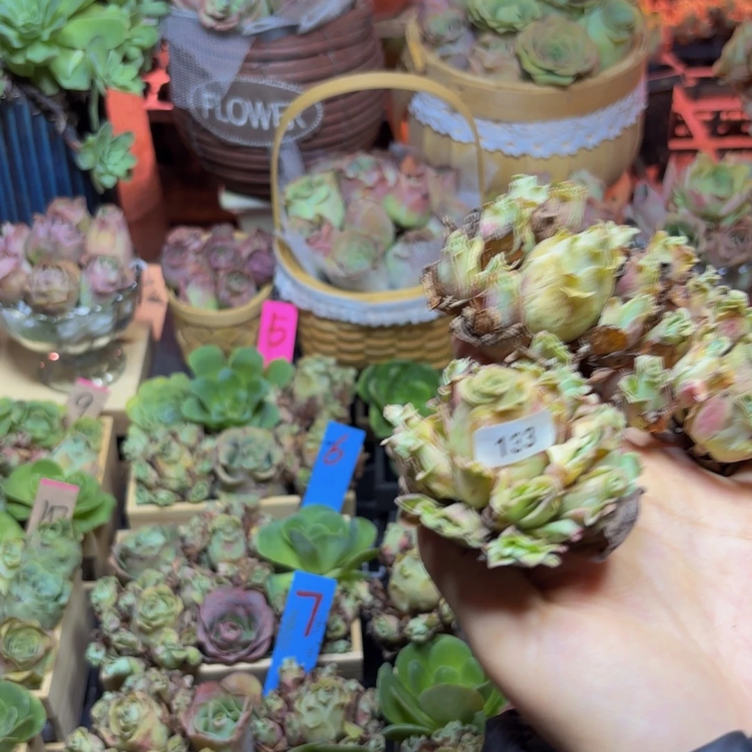 山地玫瑰多肉植物133