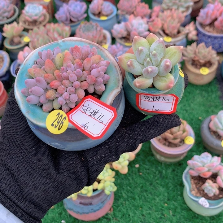 安***儿安琪儿   2花