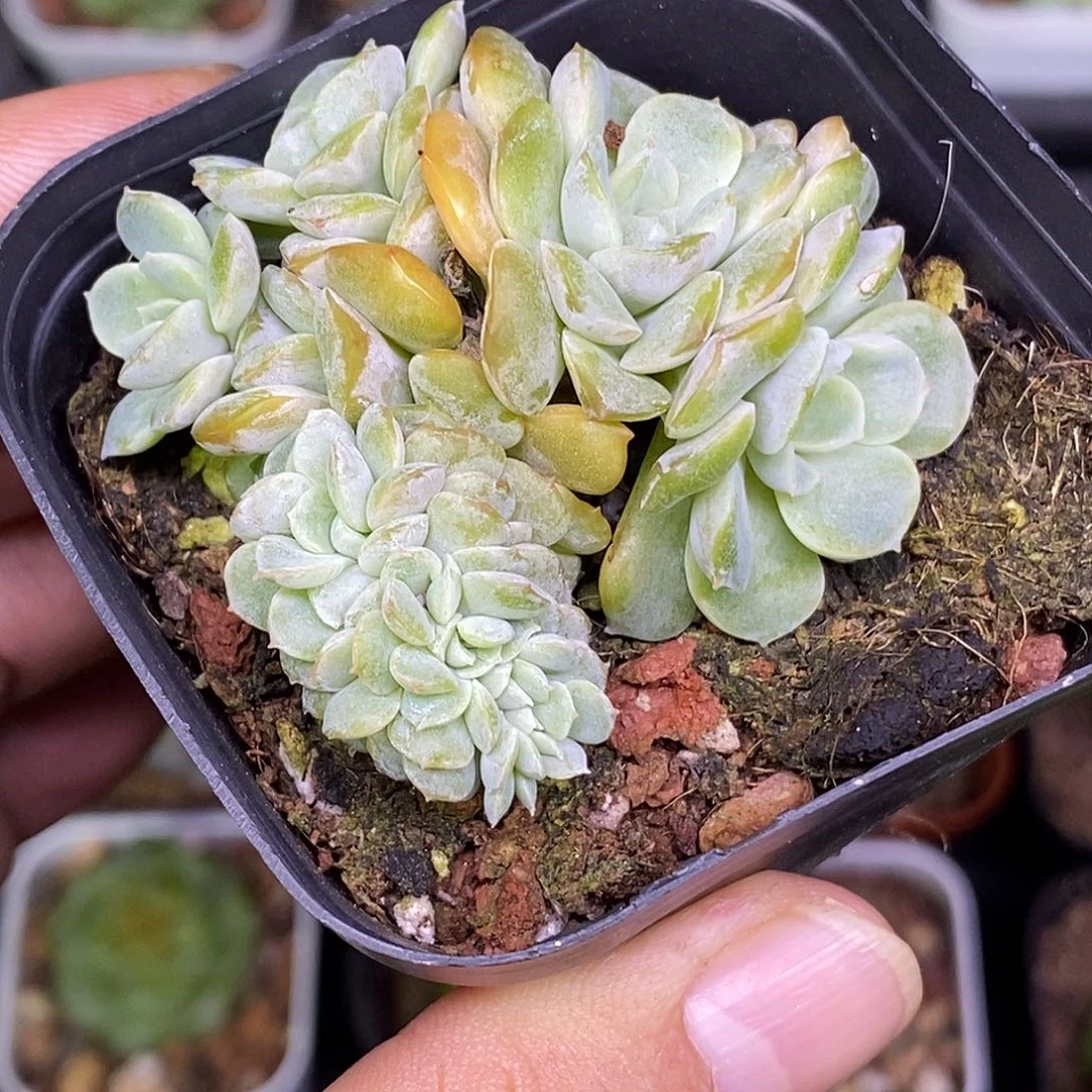 熔晶缀化30包邮非偏远