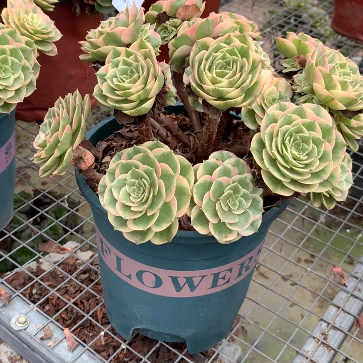 608粉花妖多肉植物特价