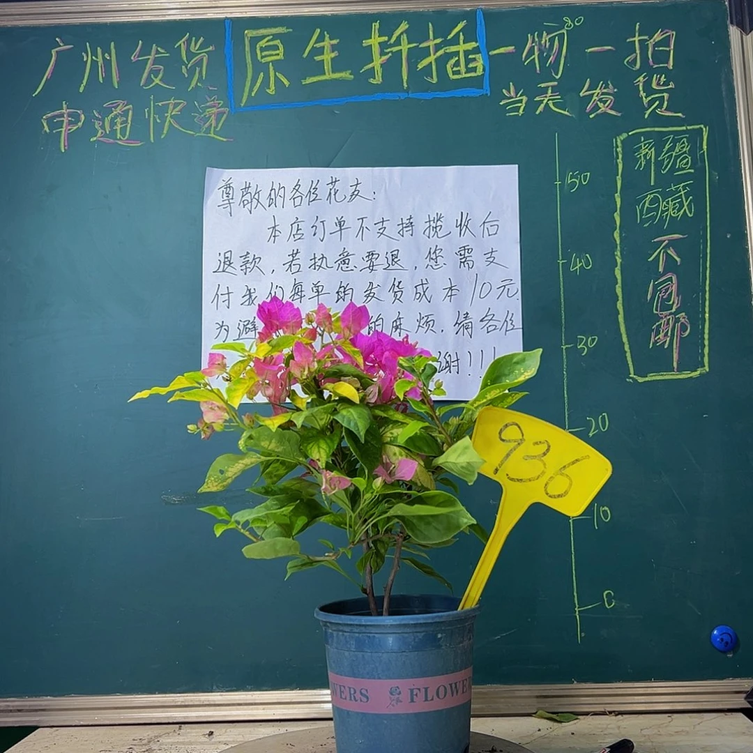 当前无花栽培后可以开花双杆 斑红樱936