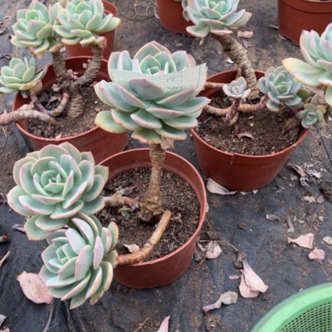 【闪购商品】佳白凤