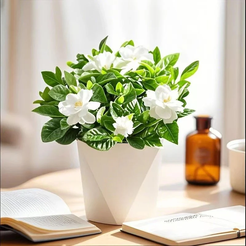 【栀子花+白色pp菱形盆】盆栽室内春秋季开花土栽浓香净化空气质量