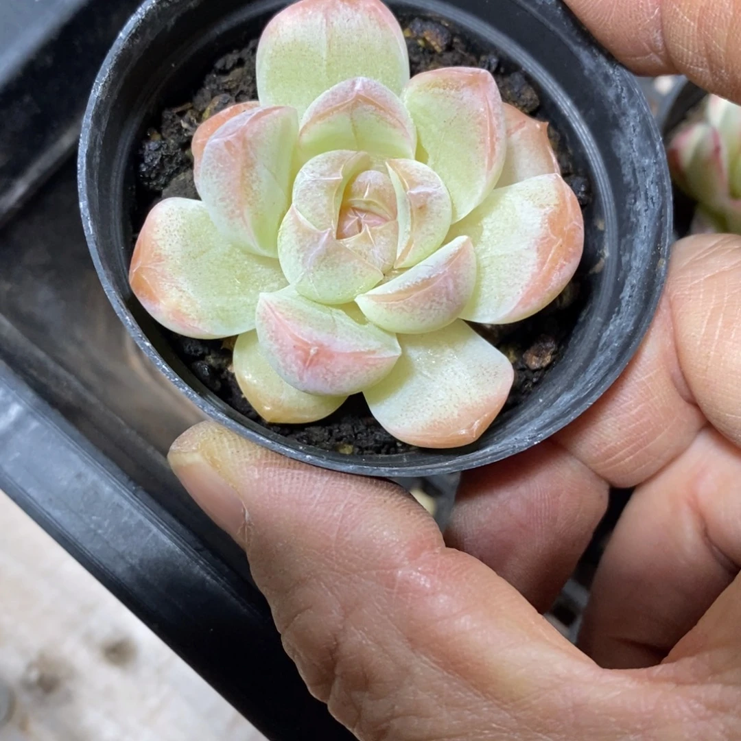 精品多肉一物一拍不包整149