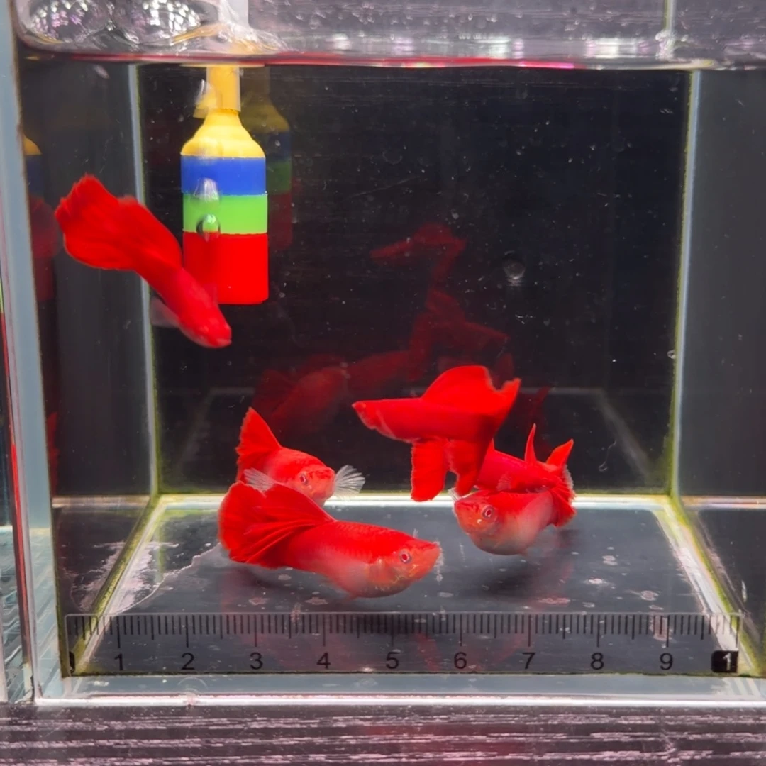 孔雀鱼红背美系血红种鱼3对