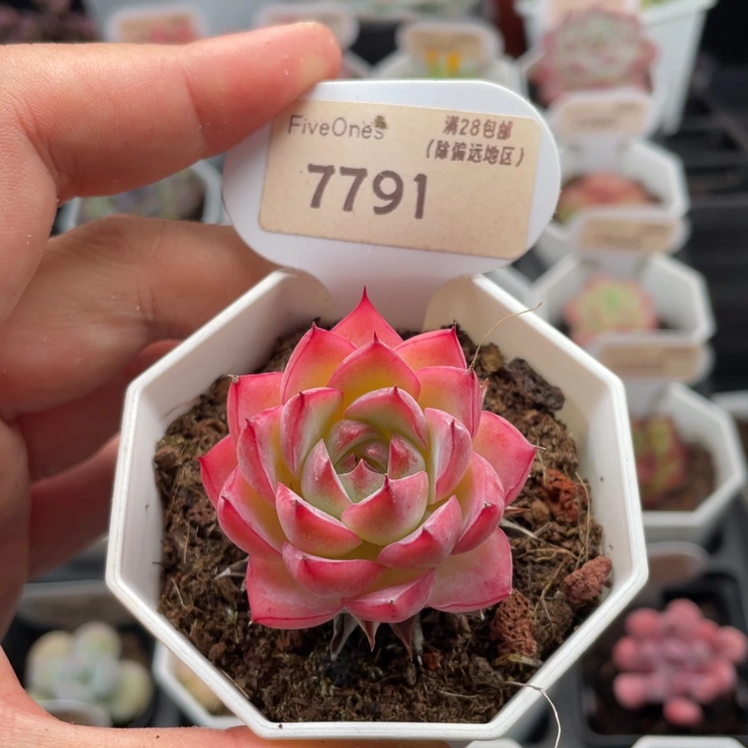 粉水晶7791-4厘米