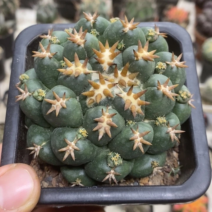 大号短豪刺象牙特价