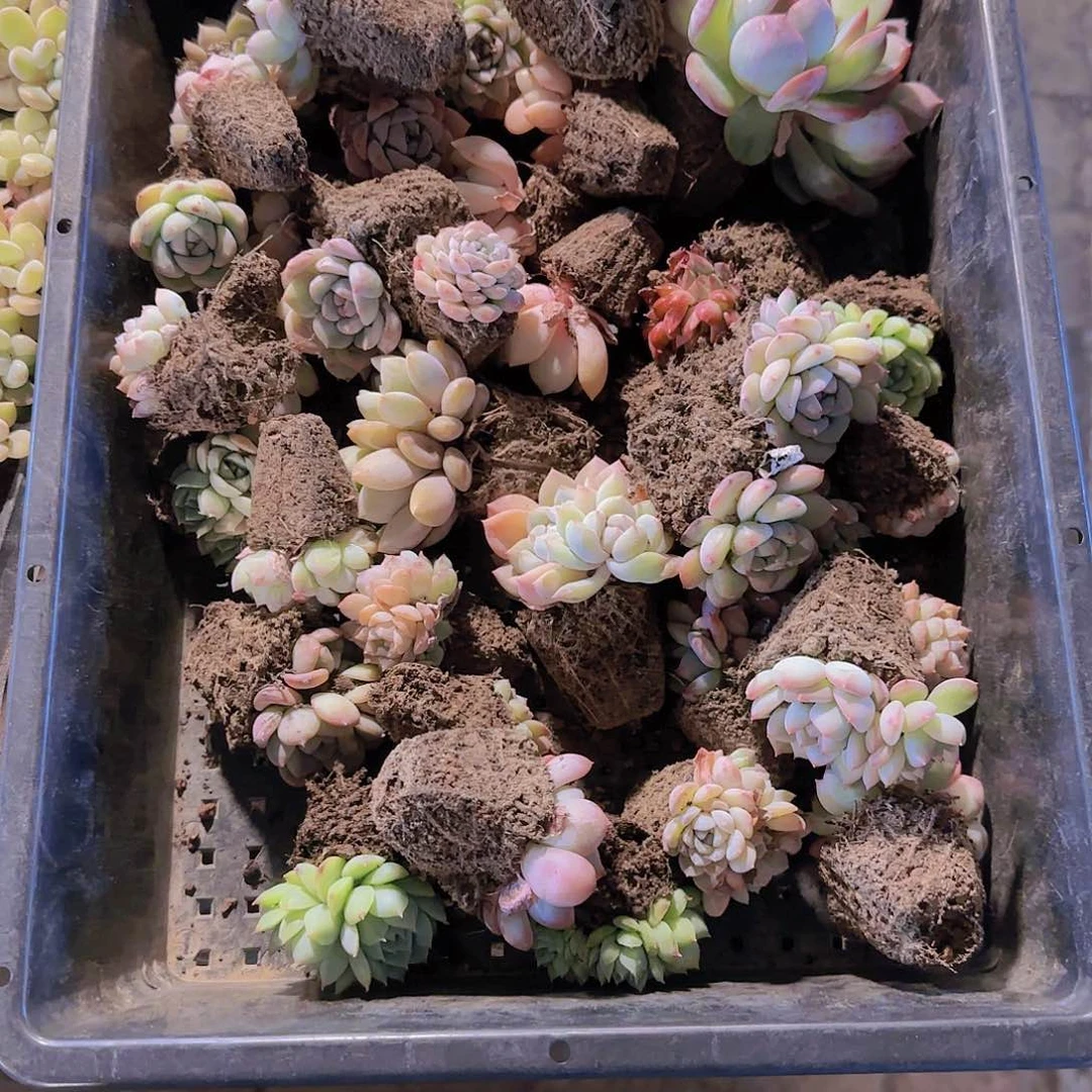 整筐保底25颗以上量拍