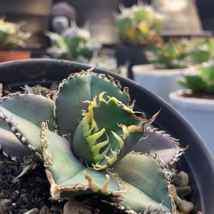 【闪购商品】灯养 红狮