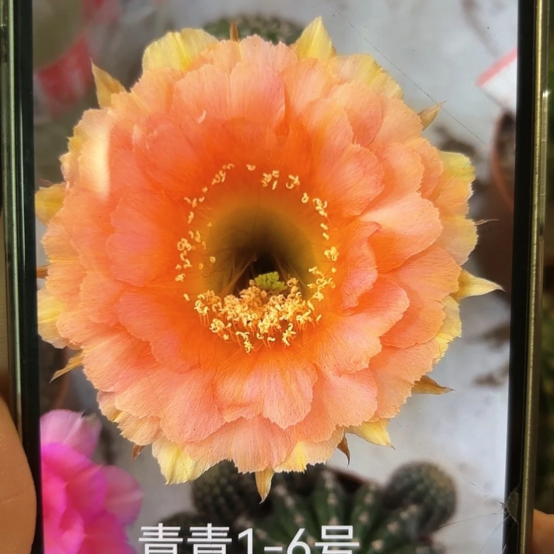 彩草1-6号6-6.5公分带崽