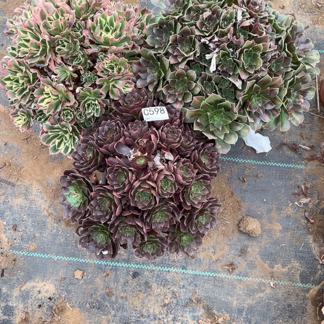 598三颗组合多肉植物