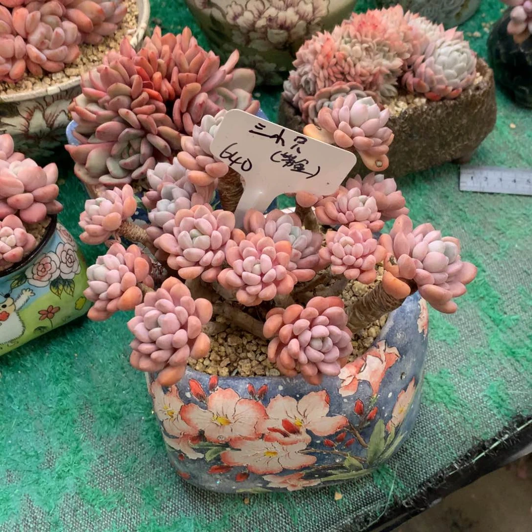 三小只 白鹭 带盆