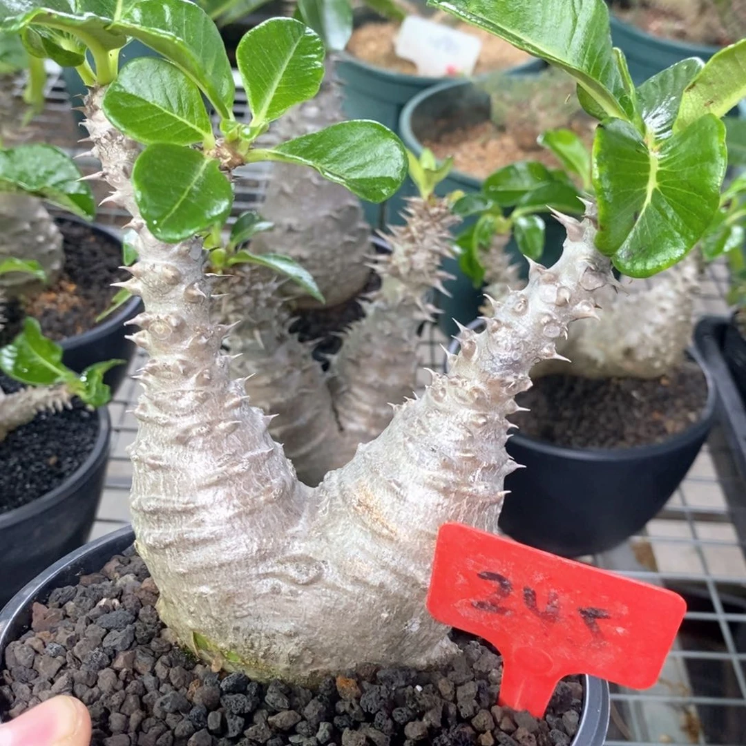 温莎瓶杆多肉植物