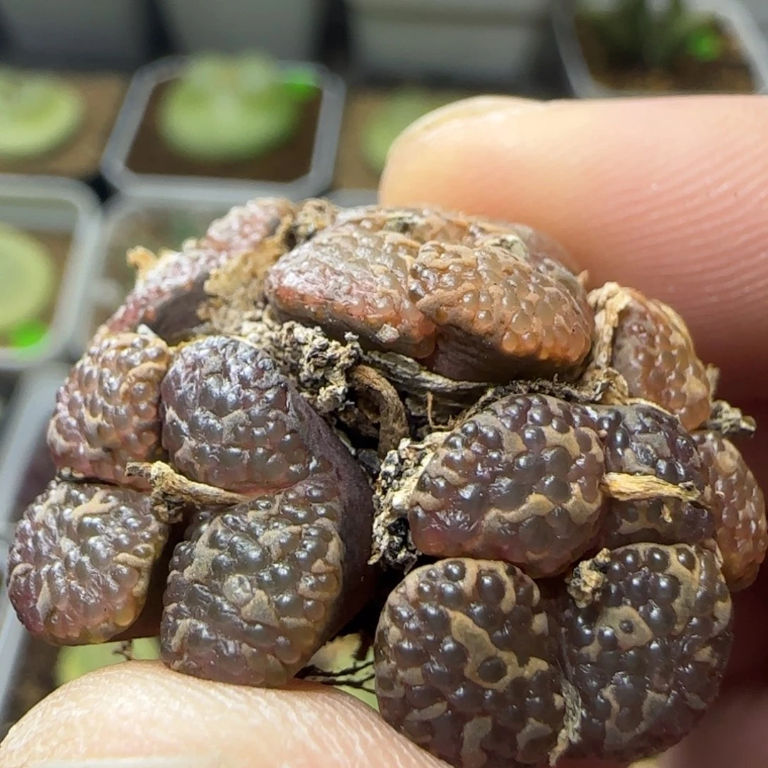 泡泡勋章群12头多肉植物