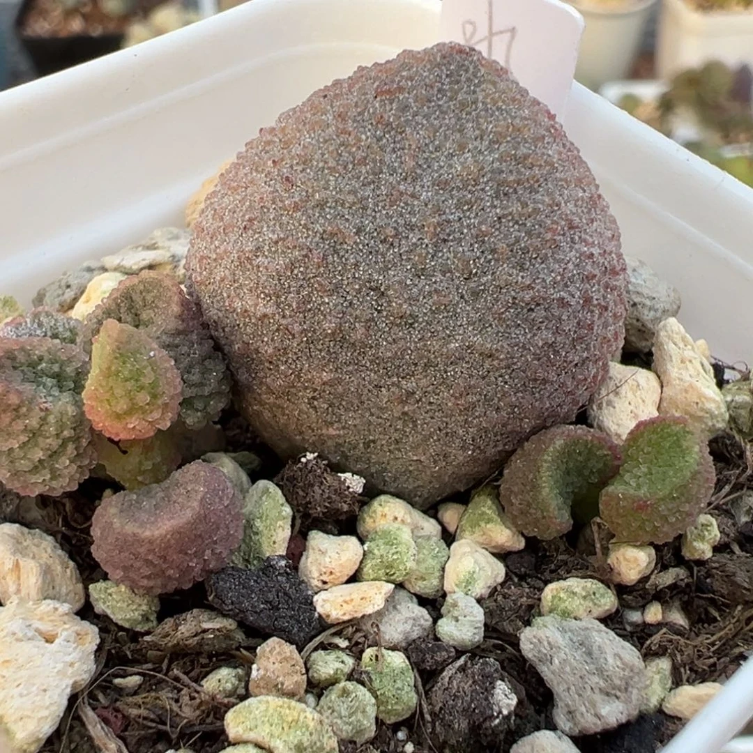 水蜜桃大苗多肉植物水泡