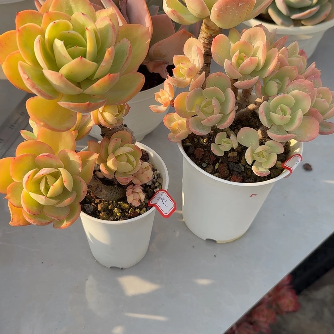 立***3骑兵碧桃多肉植物两颗