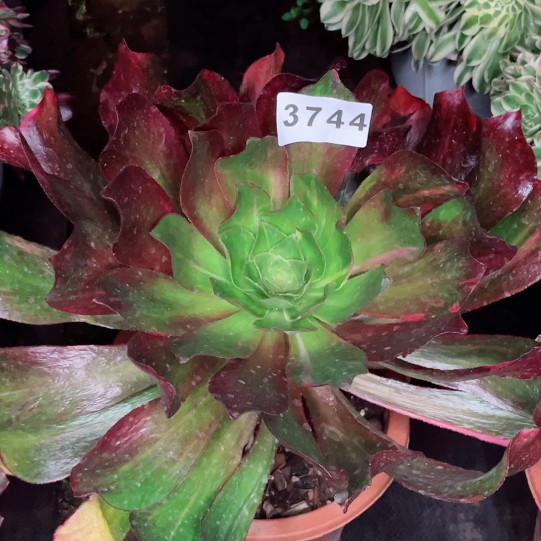 小冰七彩多肉发货