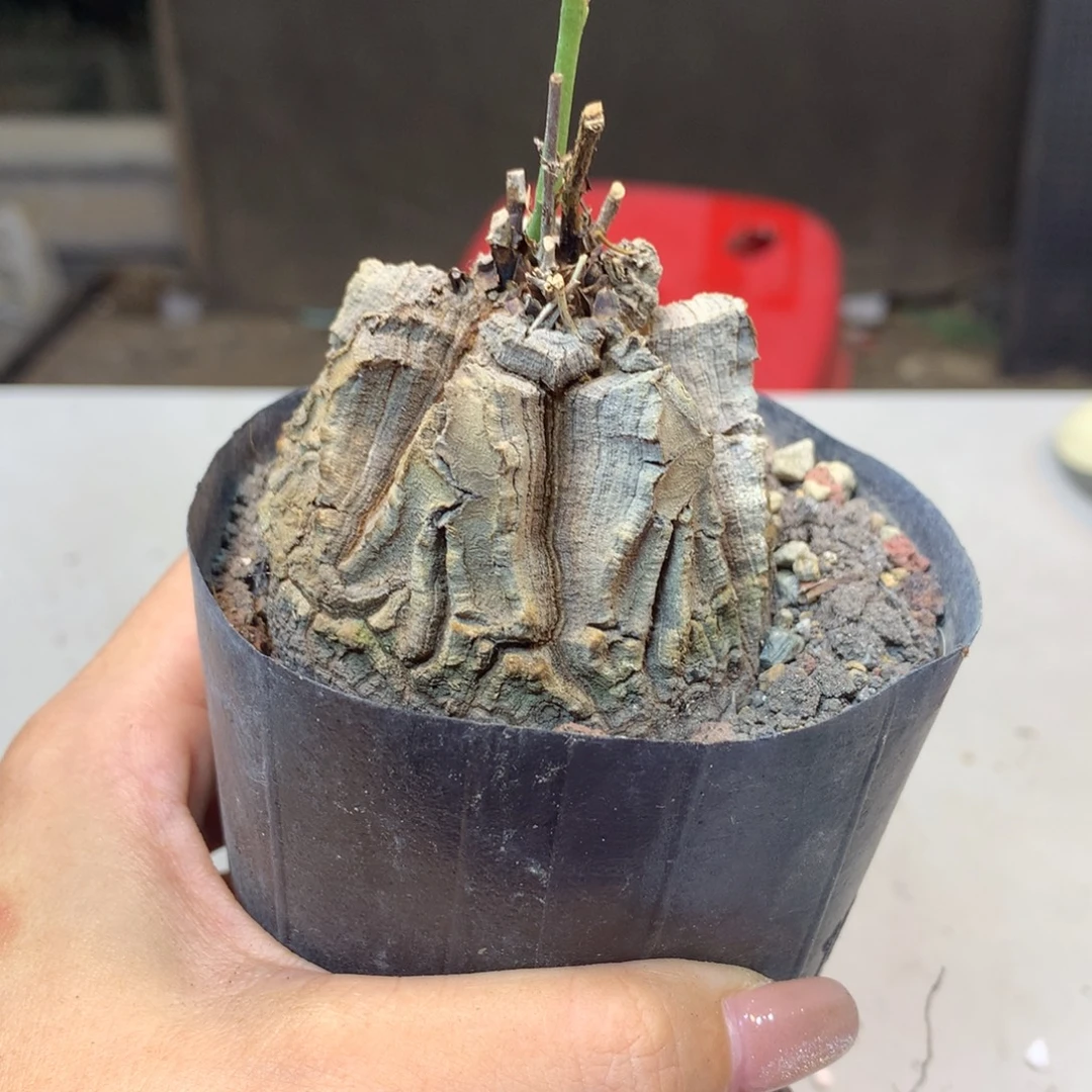 21号 实生龟甲龙5.8公分带盆土发货