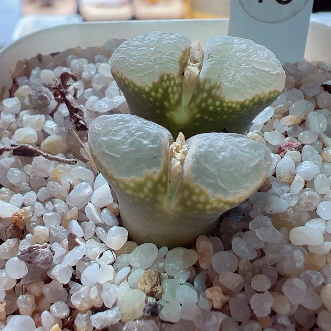 1228-109多肉多日