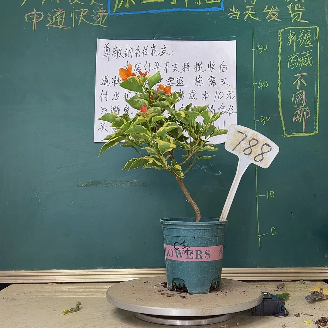 当前无花栽培后可以开花橙色条纹 788