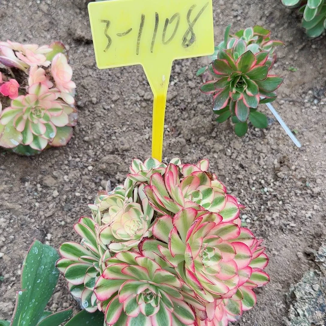 3-1108---荔枝多肉植物