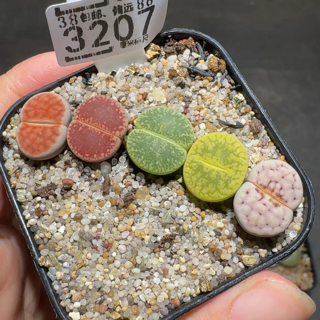 周末板娘发福利3207