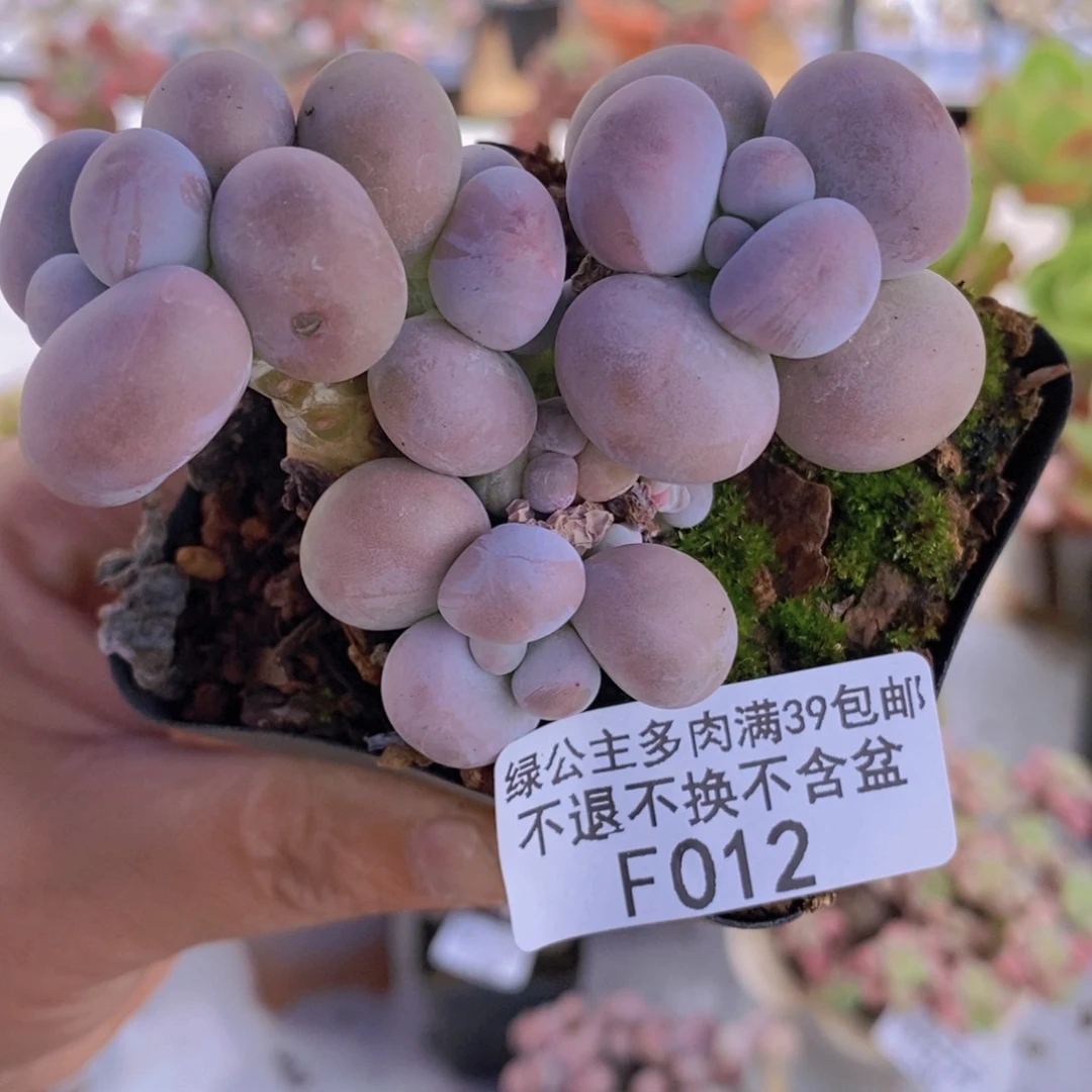 芭比奶洛7cm012多肉植物
