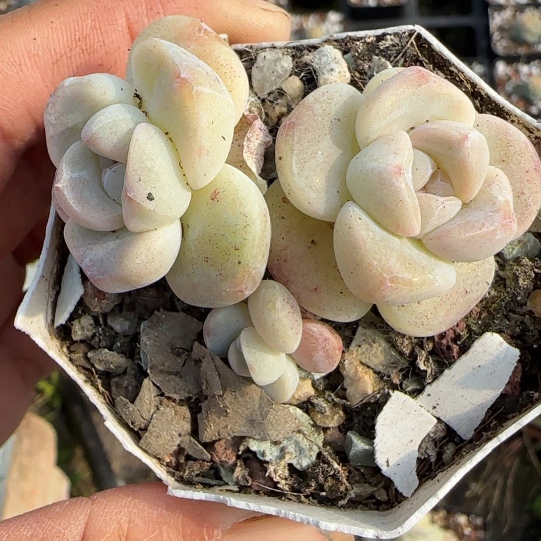 小卡拉米糖心一物一拍
