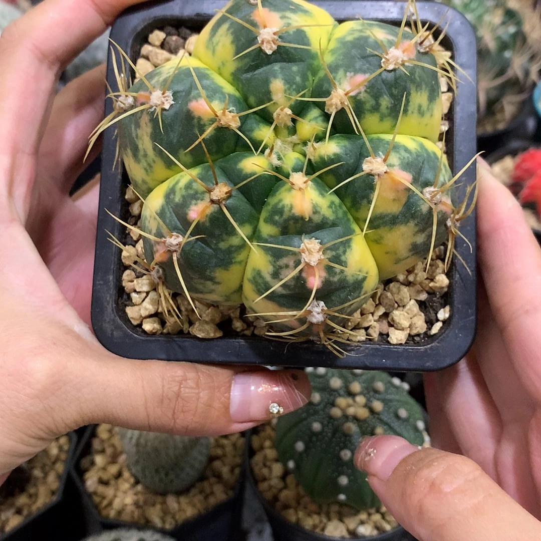 当前无花栽培后可以开花海王锦自然锦