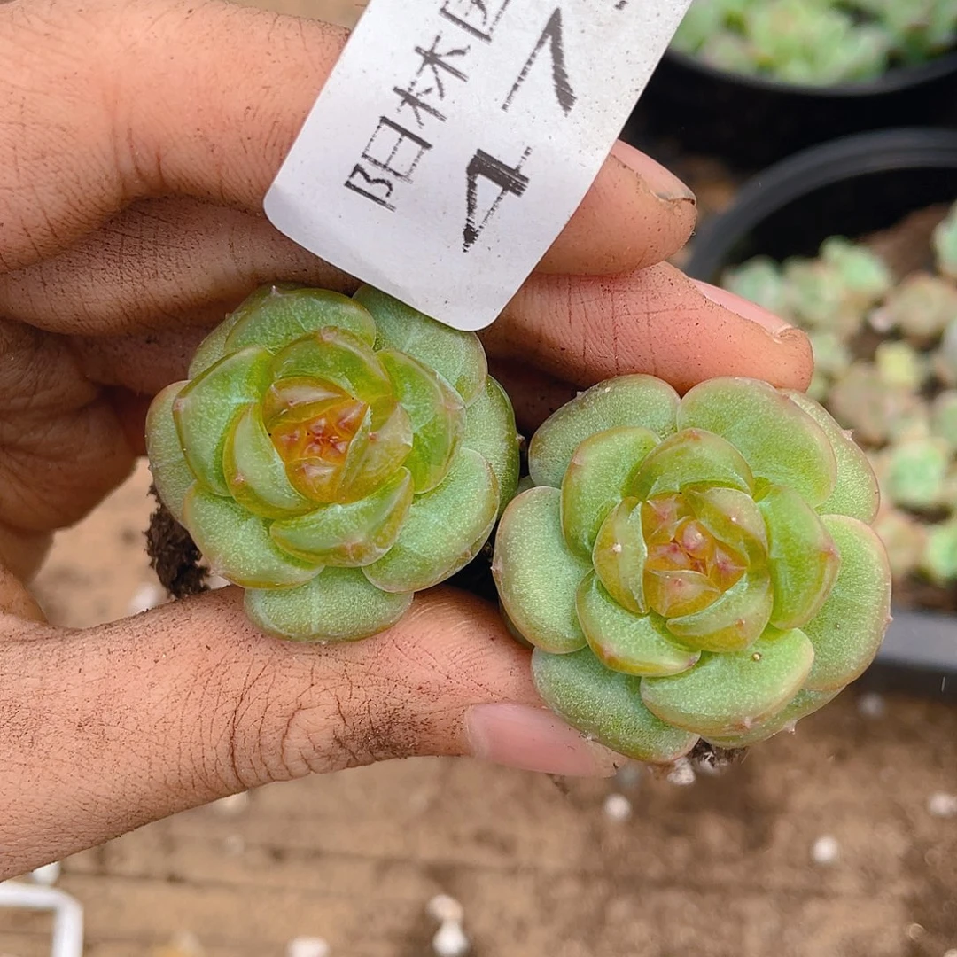 心***上多肉植物多肉植物473