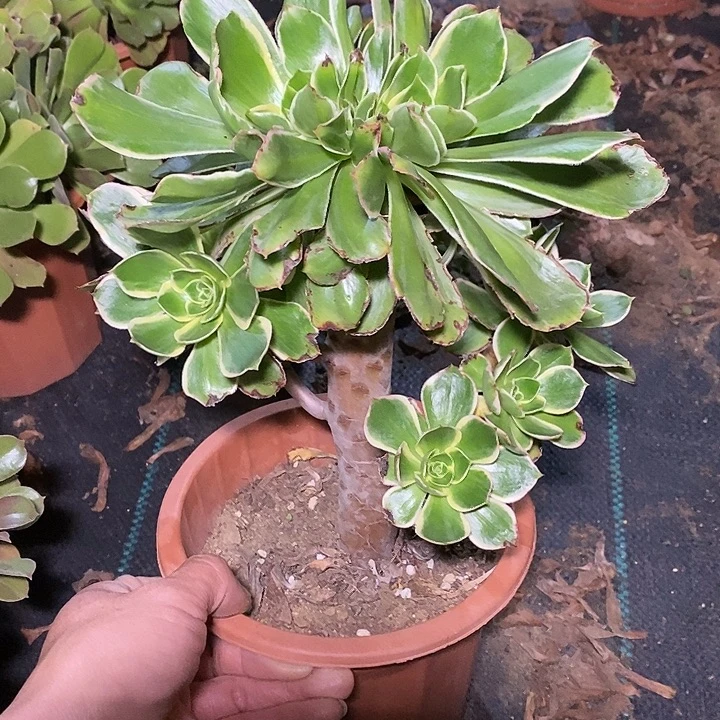 多肉植物保护研究所