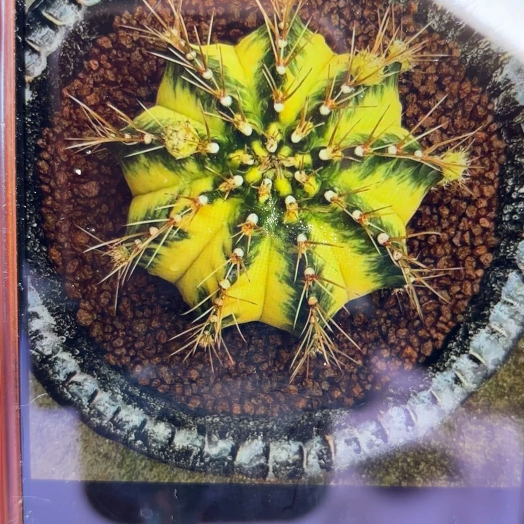 泰系米哈yellow sunshine 母本