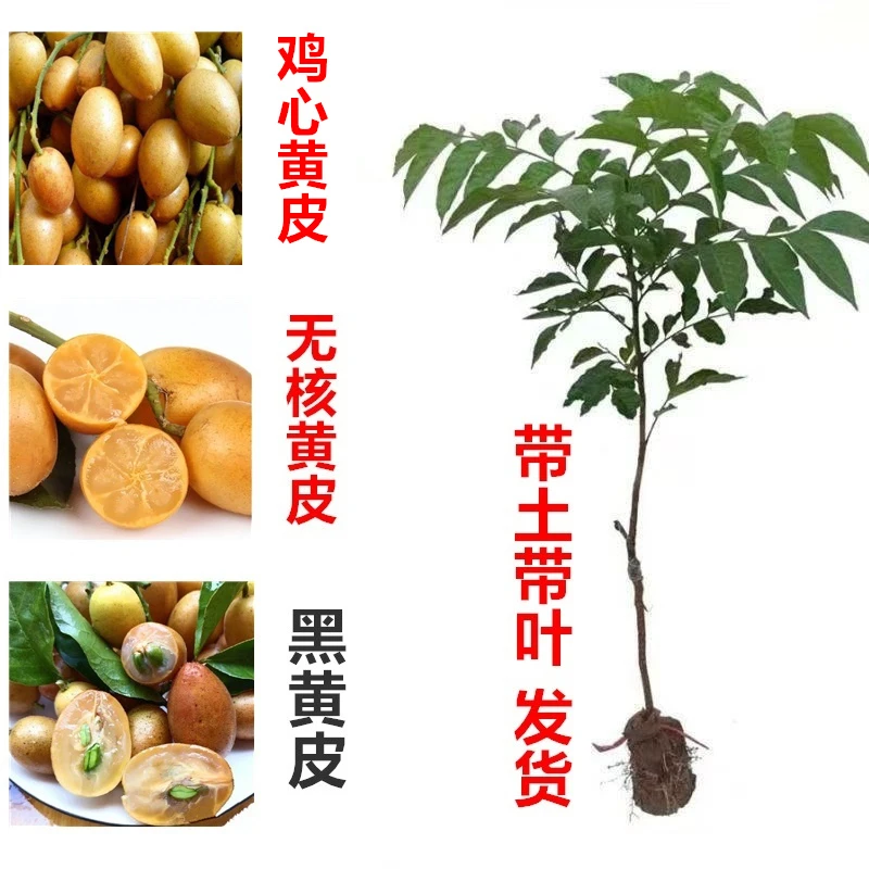广西嫁接无核鸡心黄皮树苗大果黑黄皮嫁接苗带土叶盆地栽南方种植