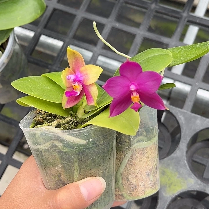 完全开放2.5寸杯特价默认组合有叶瑕不包花期不售后