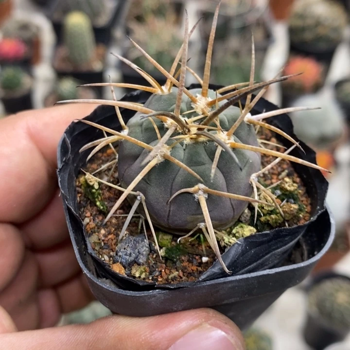 实生光临玉特价福利