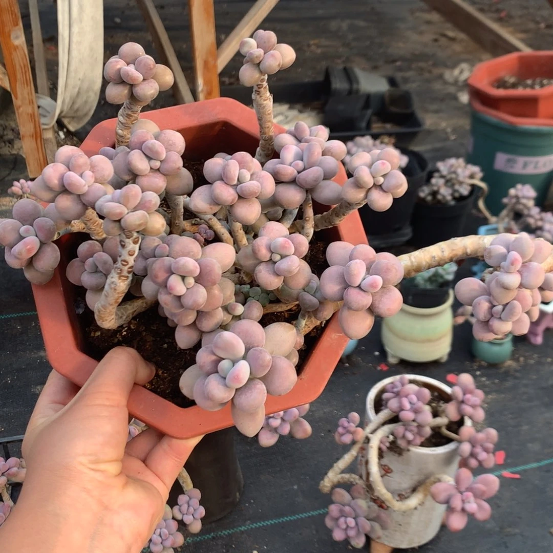 桃蛋老桩不带盆有砍85号