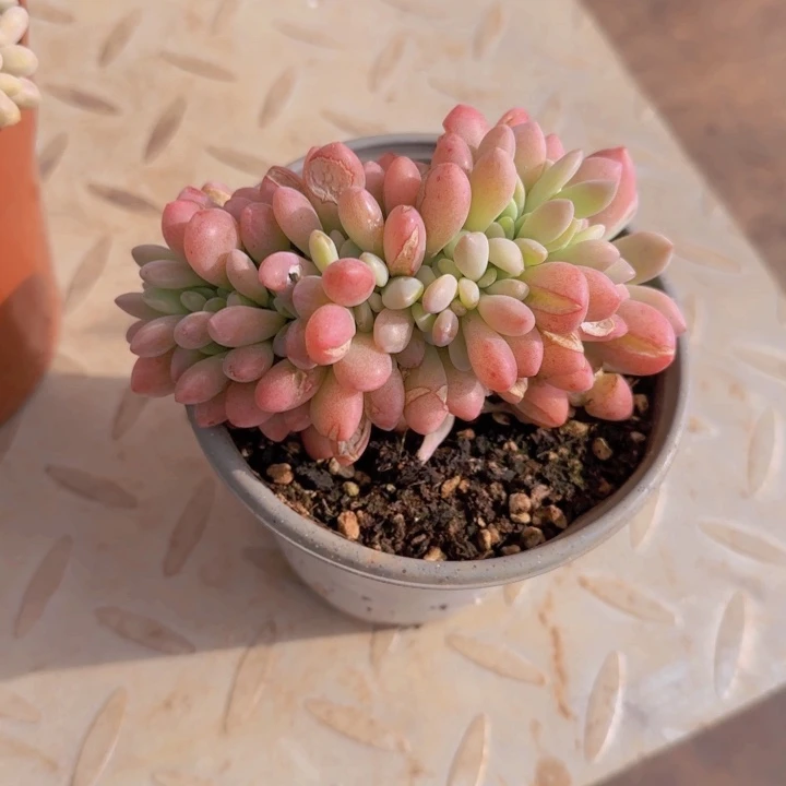 木糖醇缀福利111111111